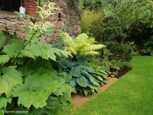 le tetranax, une plante surprenante jardins d'exposition