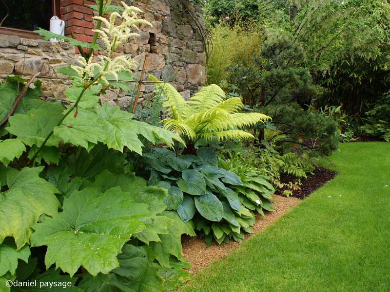 le tetranax, une plante surprenante jardins d'exposition