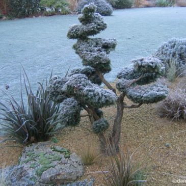 Jardinage en janvier