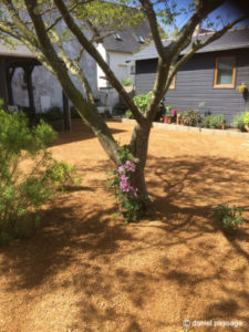 Clématite-albizia-grou-aménagement jardin