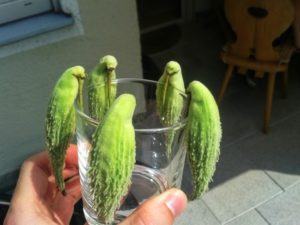 RDV aux jardins