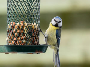 RDV aux jardins 2019 oiseaux