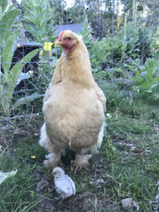 RDV aux jardins poule