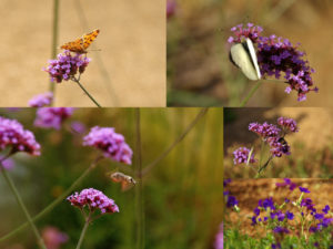 RDV aux jardins 2019 papillons