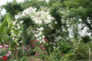 rosiers en fleurs dans chene plourivo