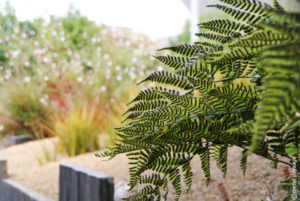 jardin vivaces fougere schiste