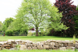 muret pierres sèches et arbre de vie