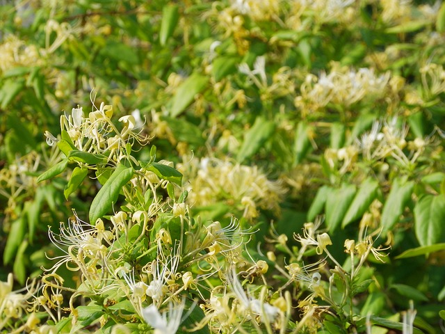 Chèvrefeuile au jardin